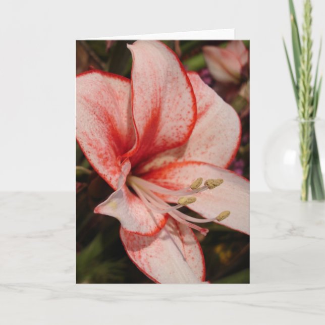 Lily Greeting Card (Front)