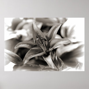 Lily in Black and White Poster