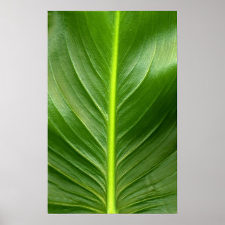 Lily Leaf Poster