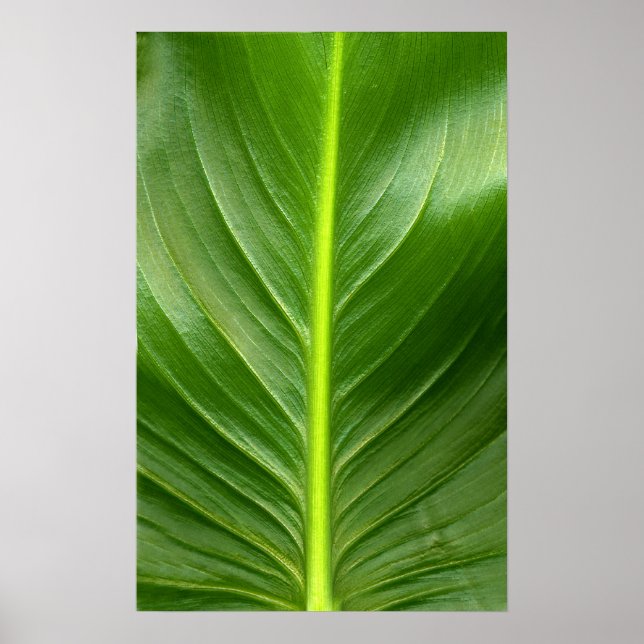Lily Leaf Poster (Front)