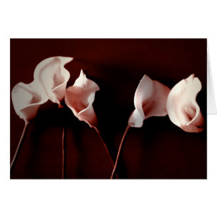Lily Love