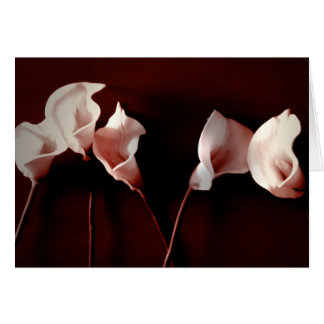 Lily Love