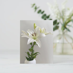 Lily Lullaby   White Simple Floral Painting Postcard