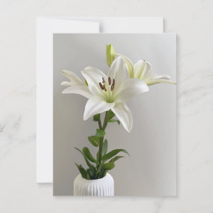 Lily Lullaby White Simple Floral Painting Postcard