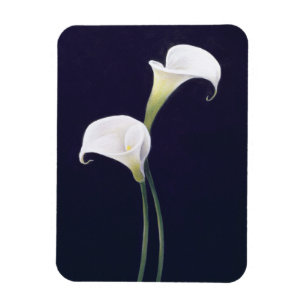 Lily Magnet
