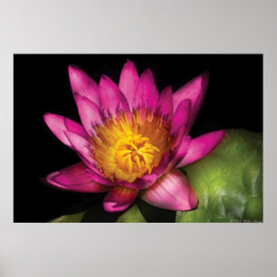 Lily - Nymphaea Ruby - Passion Poster