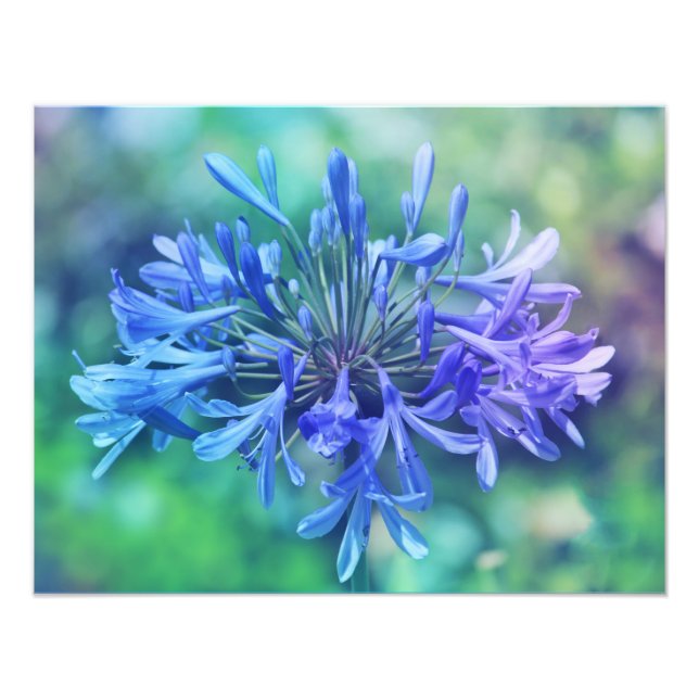 Lily of the Nile Photo Enlargement (Front)