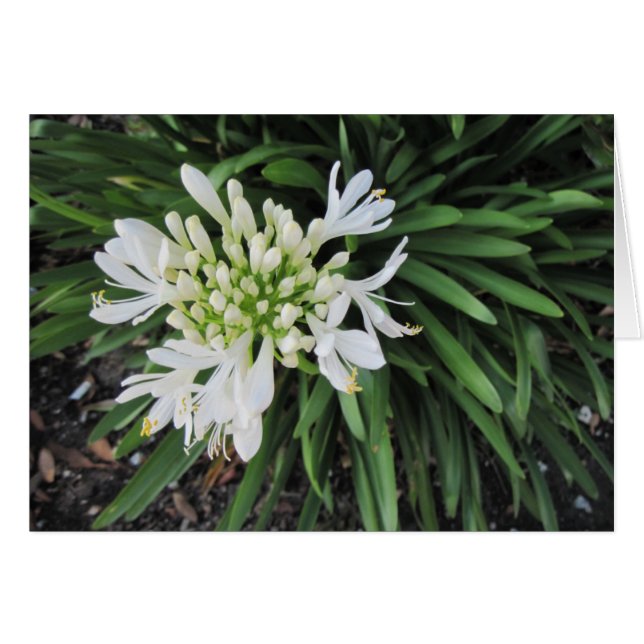 Lily of the Nile: Thinking of you (Front Horizontal)