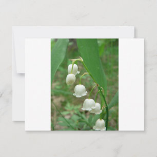 Lily-of-the-valley