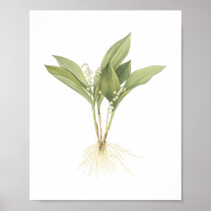 Lily-of-the-valley(Convallaria majalis) by Redout Poster