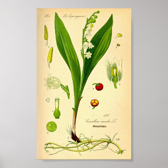 Lily of the Valley (Convallaria majalis) Poster (Front)