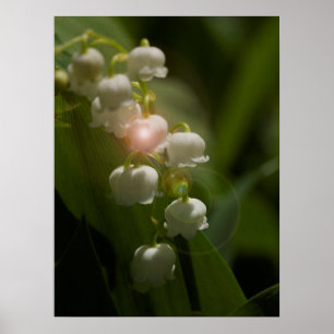 Lily Of The Valley Floral Poster