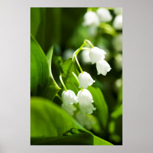 Lily of the valley flower poster