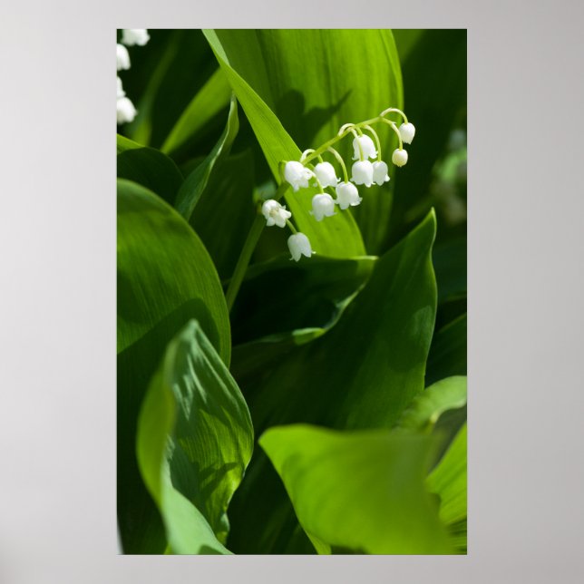 Lily of the valley flower poster (Front)