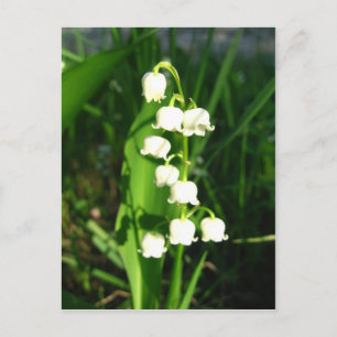 Lily Of The Valley Flowers Postcard