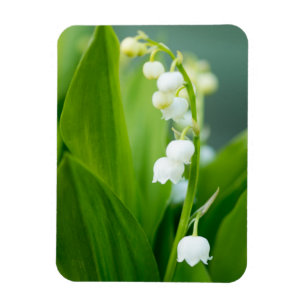 Lily of the Valley Magnet