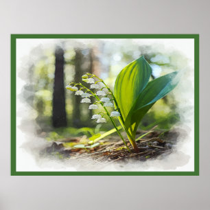 Lily of the valley National Flower Finland Poster