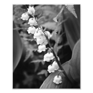 Lily of the Valley Photo Print
