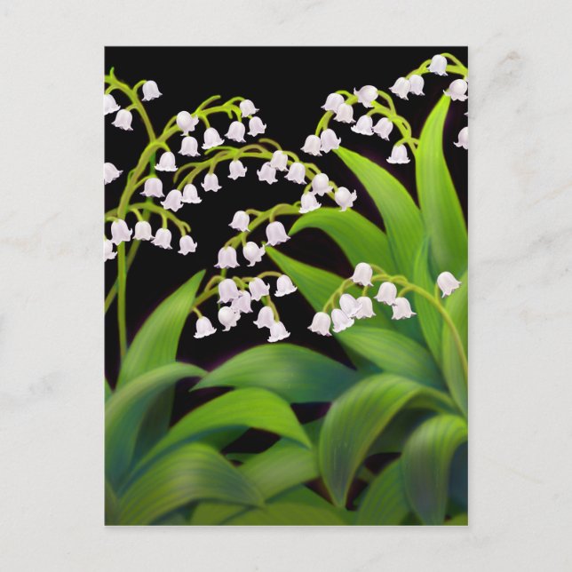 Lily of the Valley Postcard (Front)