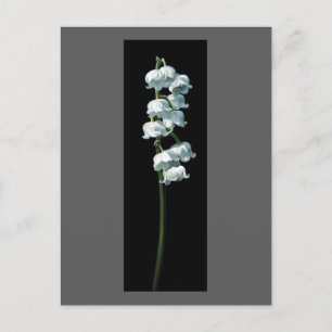 LILY OF THE VALLEY POSTCARD