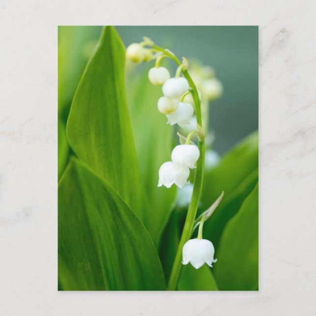 Lily of the Valley Postcard (Front)