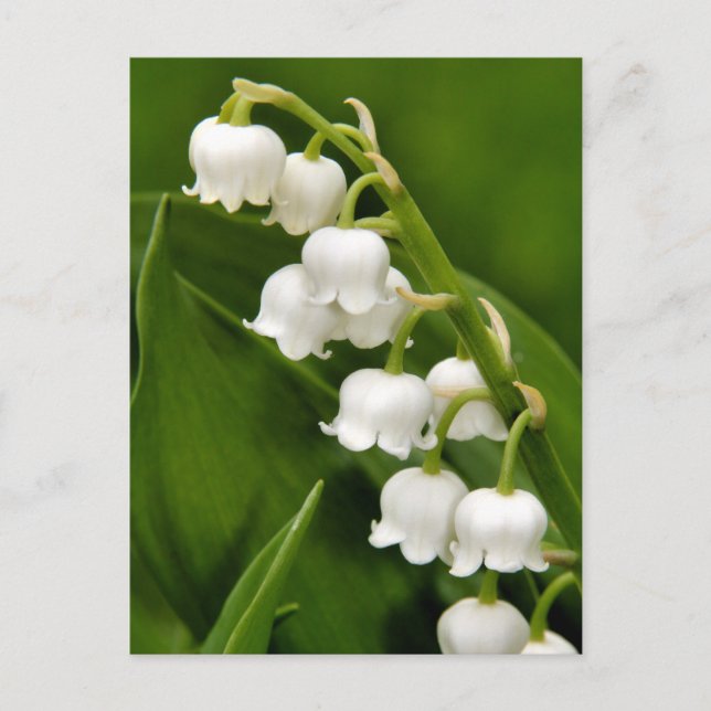 Lily Of The Valley Postcard (Front)
