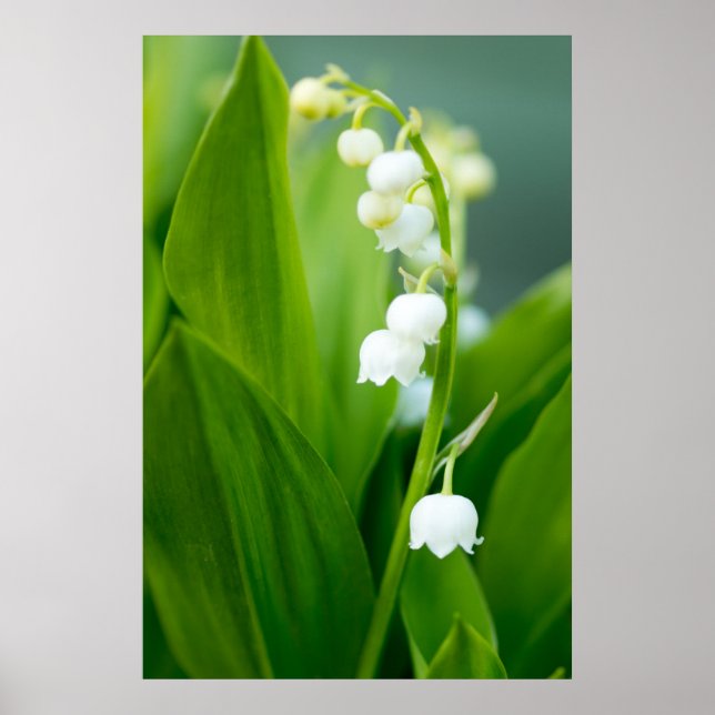 Lily of the Valley Poster (Front)