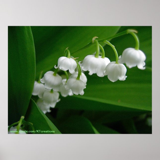 Lily of the Valley Poster (Front)