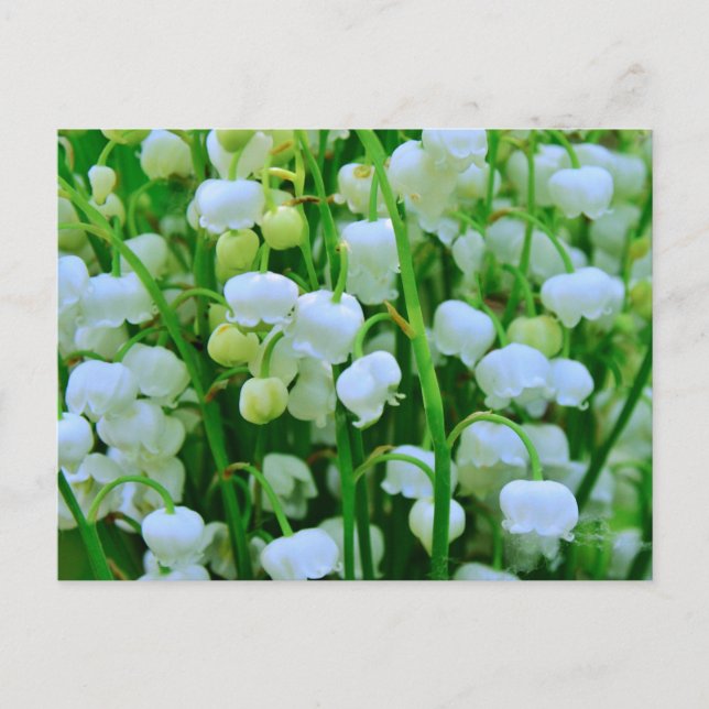 Lily of the Valley Spring Flowers Postcard (Front)