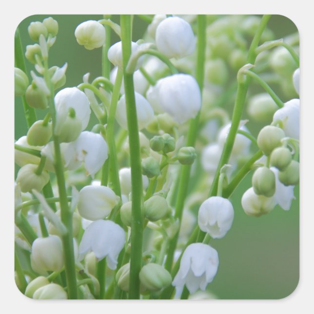 Lily of the valley square sticker (Front)