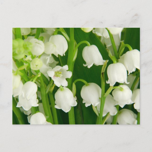 Lily of the Valley White Spring Flowers     Postcard (Front)