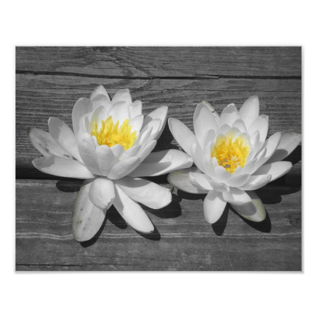 Lily of the Water 11x14 Photo Print (Front)