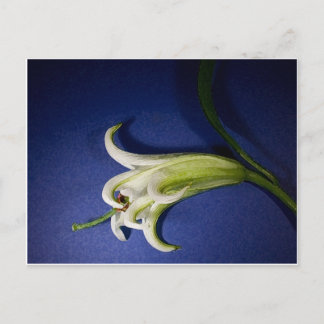 Lily On Blue Postcard