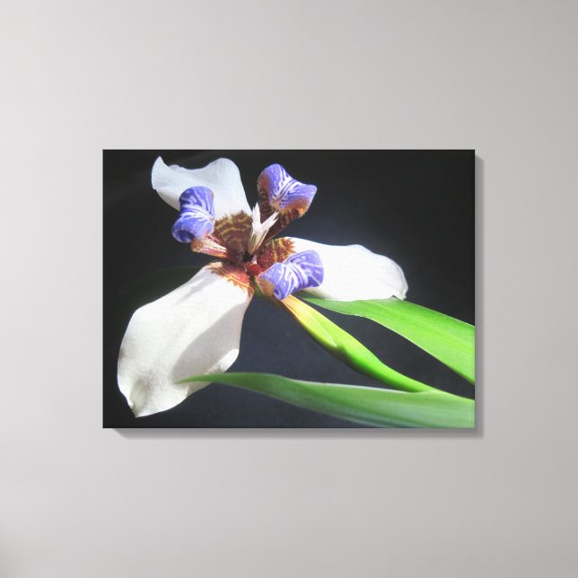 Lily On Wrapped Canvas (Front)