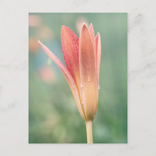 Lily opening on a dewy morning postcard