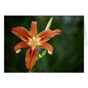 Lily P6588 Card