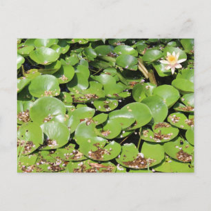 Lily Pad # 1 Postcard