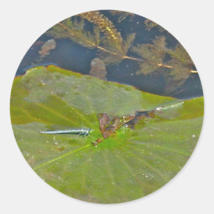 Lily Pad & Damselfly Sticker