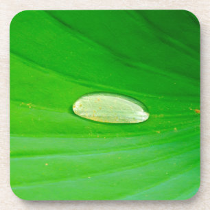 Lily Pad Hard Plastic Coaster