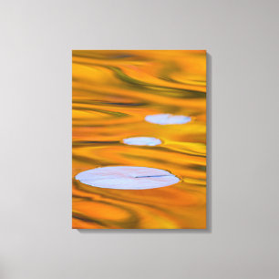 Lily pad on orange water, Canada Canvas Print