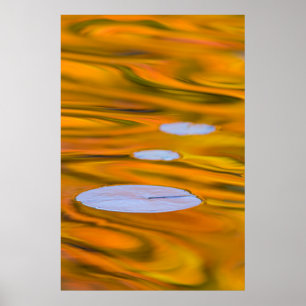 Lily pad on orange water, Canada Poster