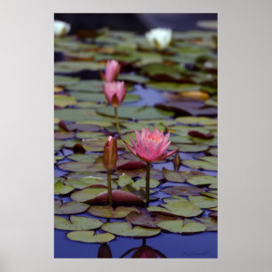 Lily Pad Photo Posters -24x36 -other sizes also