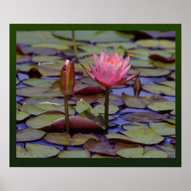 Lily Pad Photo Prints -24x20-other sizes available (Front)