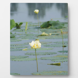 Lily Pad Plaque
