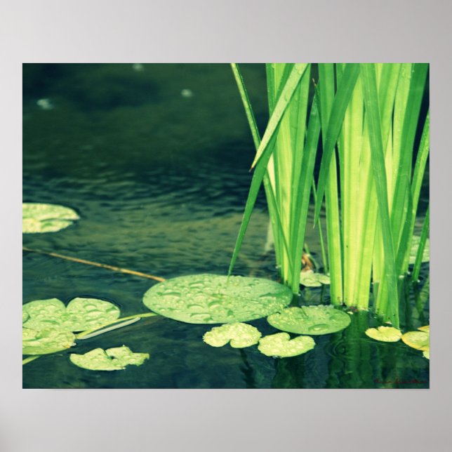 Lily Pad Pond Poster (Front)