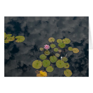 Lily Pads