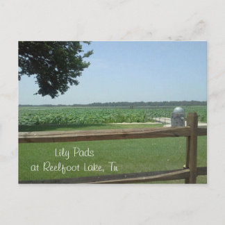 Lily Pads at Reelfoot Lake, Tn Postcard