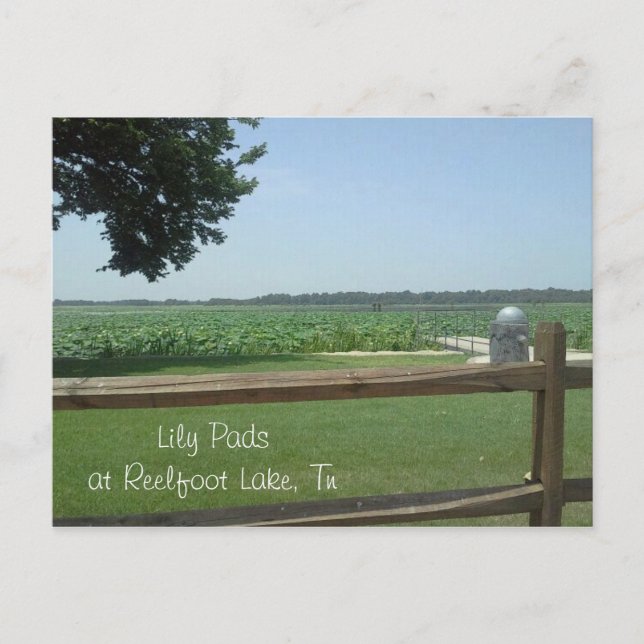 Lily Pads at Reelfoot Lake, Tn Postcard (Front)