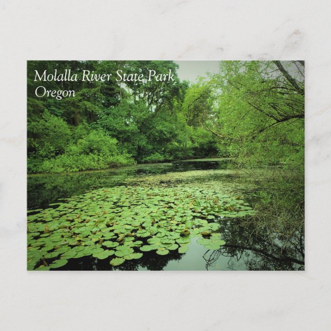 Lily Pads on the Pond Postcard (Front)