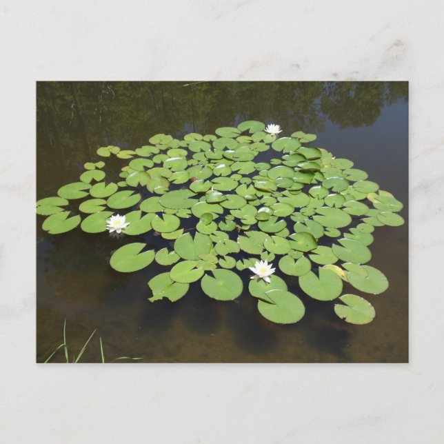 Lily Pads on the Pond - Postcard (Front)